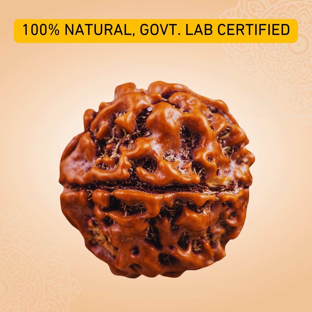 7 Mukhi Original Rudraksha - 100% Original